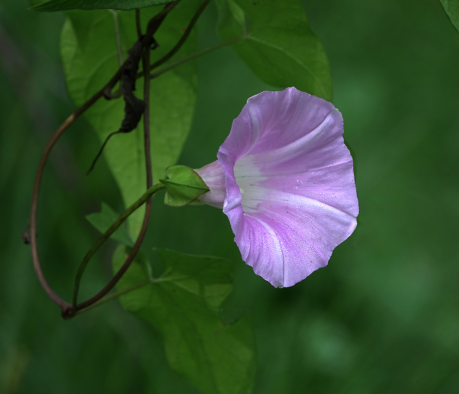 Изображение особи Calystegia inflata.