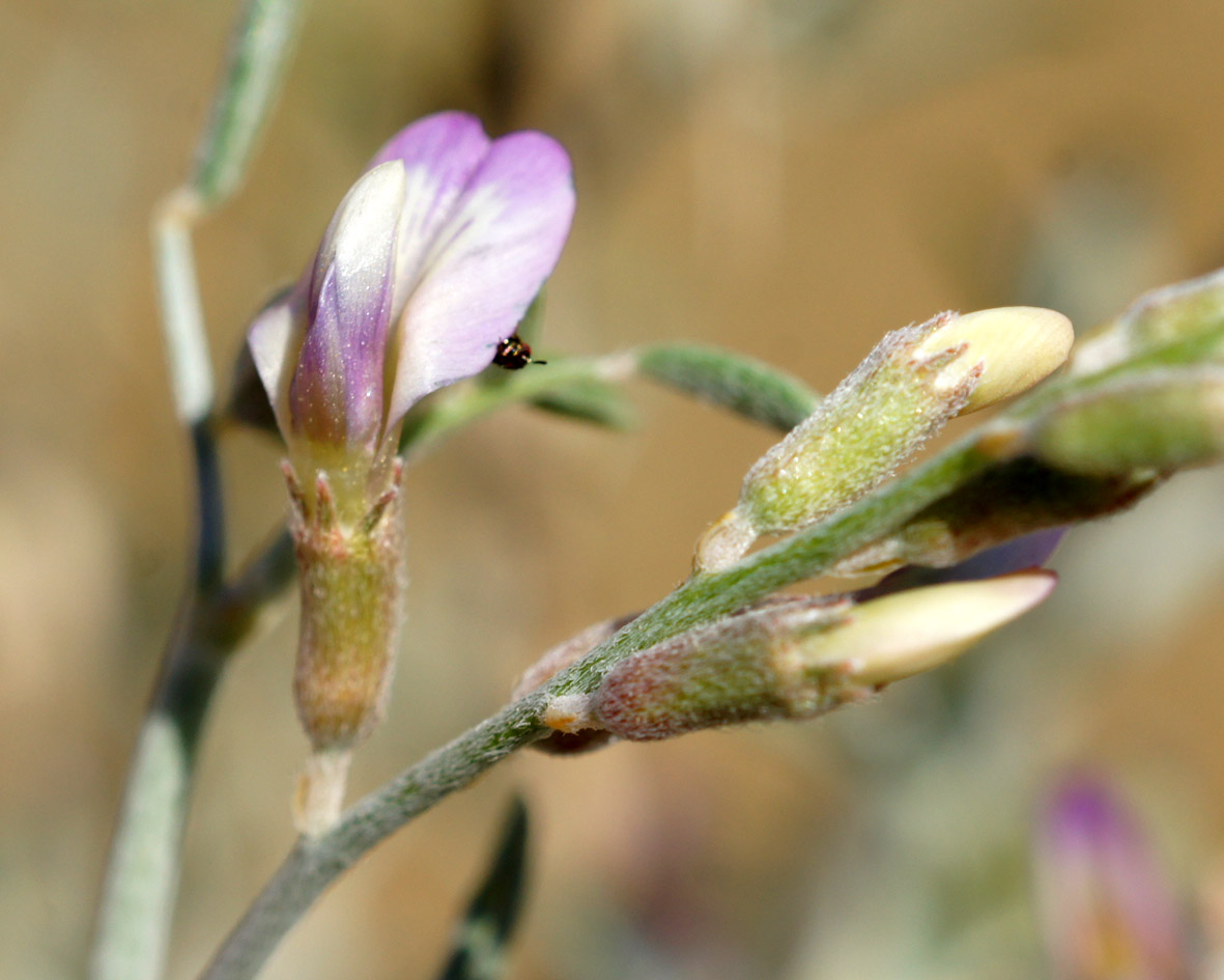 Изображение особи Astragalus villosissimus.