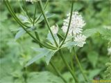 Astrantia major. Побеги под соцветиями. Украина, Ивано-Франковская обл., Болеховский горсовет, Поляницкий региональный ландшафтный парк, горный луг. 26.07.2018.