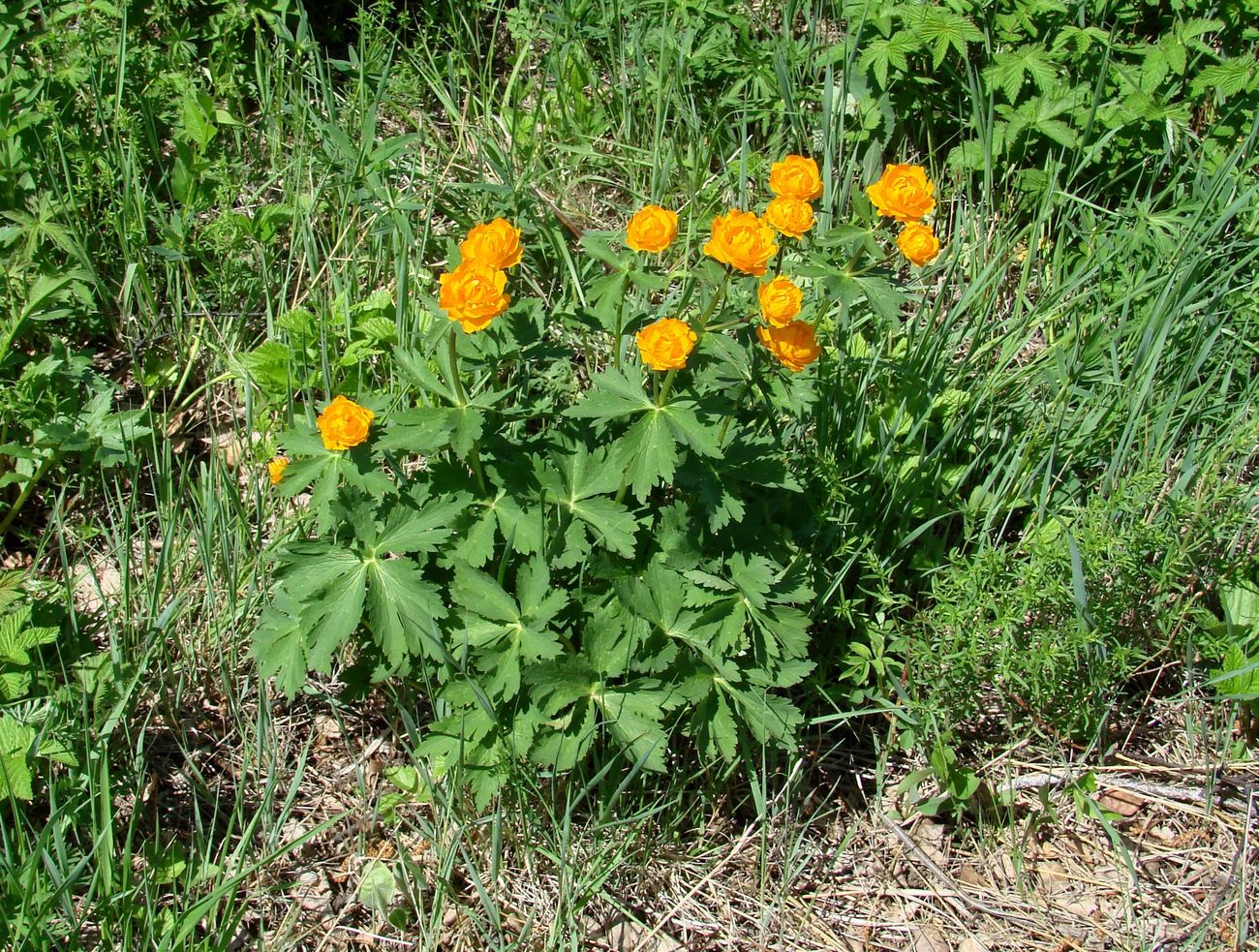 Изображение особи Trollius asiaticus.