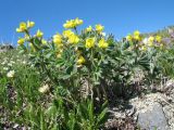 Thermopsis alpina