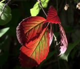 Parthenocissus quinquefolia. Лист в осенней раскраске. Московская обл., Раменский р-н, окр. дер. Хрипань, садовый участок. 13.08.2019.