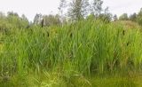 Typha latifolia