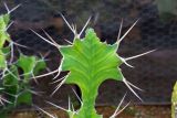 Euphorbia grandicornis