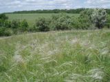 Stipa pennata