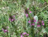 Pedicularis macrochila