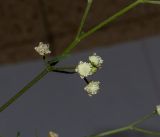 Parthenium hysterophorus