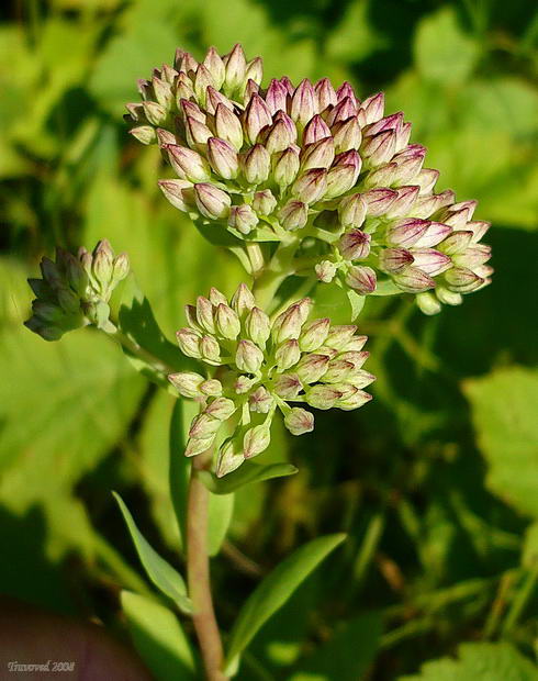 Изображение особи Hylotelephium triphyllum.