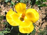 Glaucium flavum. Цветок. Греция, о. Родос, г. Родос, Родосская крепость (Дворец великих магистров), на газоне. 8 мая 2011 г.