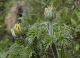 Pulsatilla subspecies apiifolia