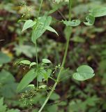 Rubia cordifolia. Верхушка побега с завязавшимися плодами. Приморский край, Лазовский р-н, Лазовский заповедник, 1 км Ю кордона Америка, широколиственный лес. 17.08.2009.