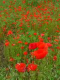 Papaver rhoeas