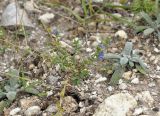 Anagallis arvensis. Цветущее растение в сообществе с вегетирующим Stachys sp. Крым, г. Симферополь, окр. мкр-на Пневматика, каменистый участок между посадками Pinus pallasiana. 21.08.2021.