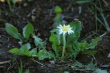 Taraxacum coreanum