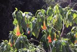 род Brugmansia. Ветви с цветками. Китай, провинции Юньнань, р-н Сишуанбаньна, национальный парк \"Xishuangbanna Wild Elephant Valley\" (\"Долина диких слонов\"). 03.03.2017.