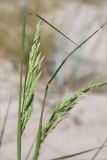 Calamagrostis meinshausenii