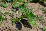 Arisarum simorrhinum. Цветущее растение. Марокко, обл. Рабат - Сале - Кенитра, окр. г. Сук-эль-Арбаа, берег реки. 06.01.2023.