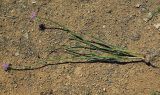 Allium caricifolium. Выкопанное цветущее растение. Казахстан, Алматинская обл., Жамбылский р-н. 13.05.2011.