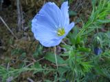 Linum boreale. Верхушка побега с цветком и бутоном. Коми, Интинский р-н, нац. парк \"Югыд Ва\", Приполярный Урал, р. Кожим, левый каменистый затопляемый берег. 25.06.2011.