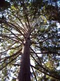 Sequoiadendron giganteum. Взрослое дерево. Южный Берег Крыма, Никитский ботанический сад. 25 августа 2007 г.