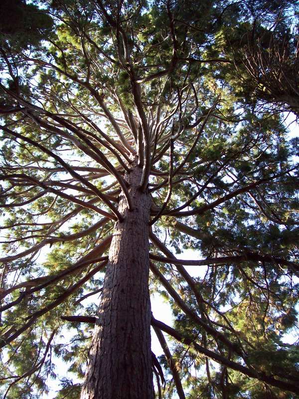Изображение особи Sequoiadendron giganteum.