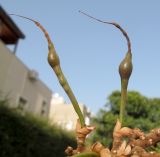 Erythrina corallodendron