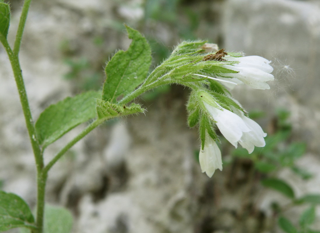 Image of Symphytum tauricum specimen.