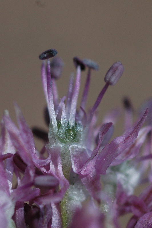 Image of Allium fetisowii specimen.