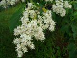 Syringa amurensis