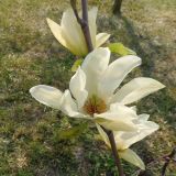genus Magnolia. Цветок. Украина, г. Запорожье, Запорожский детский ботанический сад. 27.04.2013.