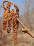 Corylus heterophylla. Веточка с женским и мужскими соцветиями-серёжками. Приморский край, Спасский р-н, с. Хвалынка. 07.05.2013.