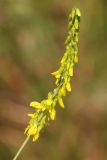 Melilotus officinalis. Соцветие. Ростовская обл., Неклиновский р-н, Андреево-Мелентьевское с/п, балка Сухая. 13.06.2013.