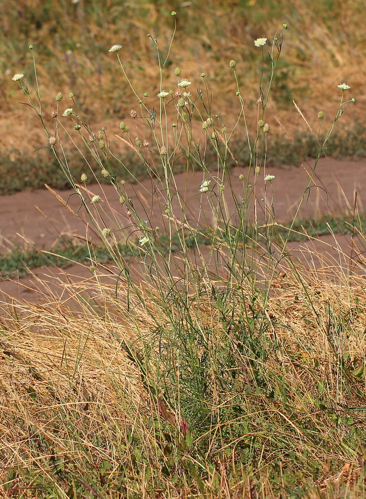 Скабиоза бледно-жёлтая (Scabiosa ochroleuca)