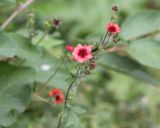 Potentilla nepalensis