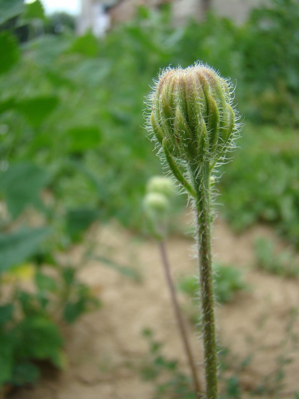 Изображение особи Crepis foetida.