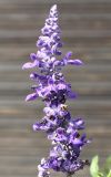 Salvia farinacea