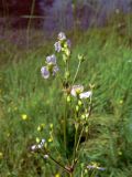 Alisma plantago-aquatica