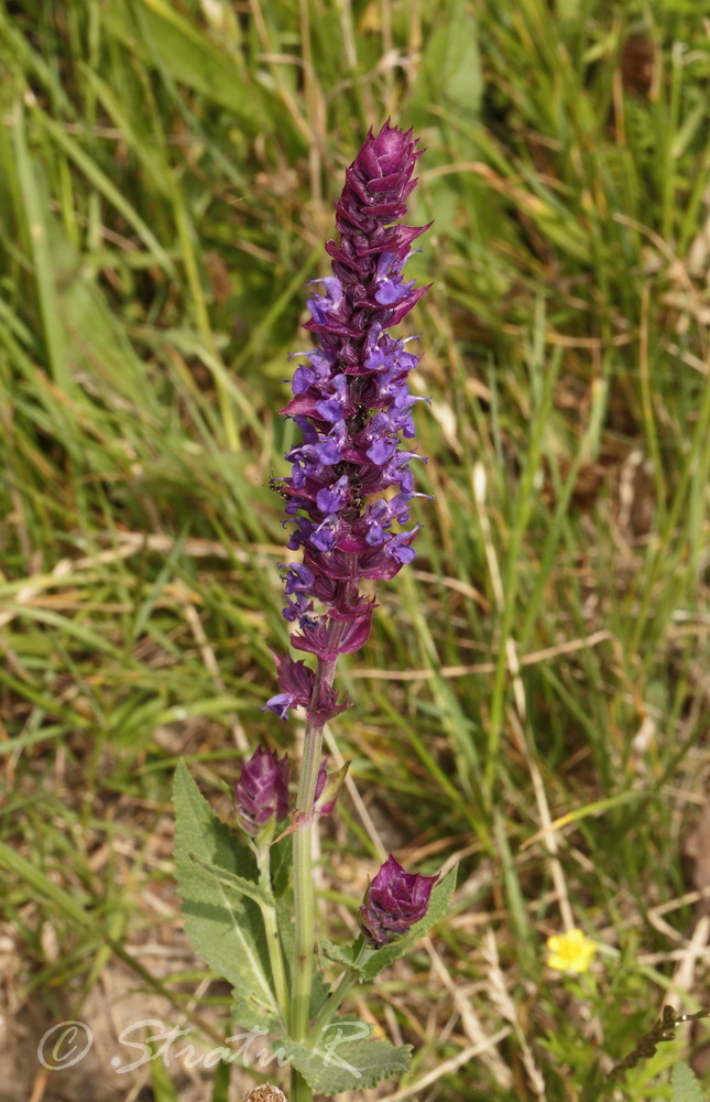 Изображение особи Salvia nemorosa.