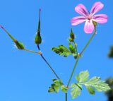 Geranium robertianum. Верхушка цветущего и плодоносящего растения. Калининградская обл., Зеленоградский р-н, Куршская коса, смешанный лес в средней части косы. Июль 2014 г.