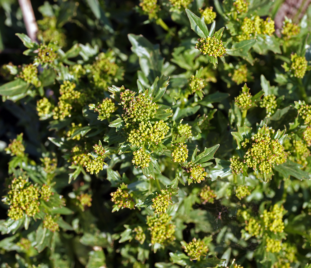 Изображение особи Barbarea vulgaris.