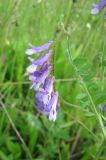 Vicia villosa