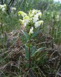 Pedicularis lapponica