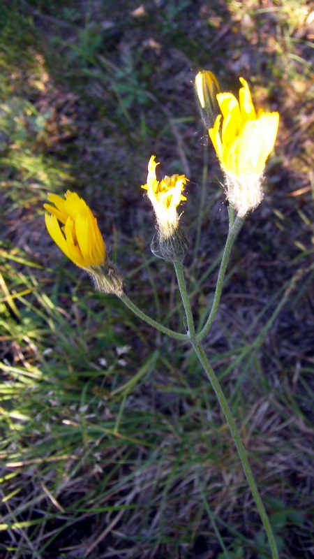 Изображение особи Hieracium congruens.