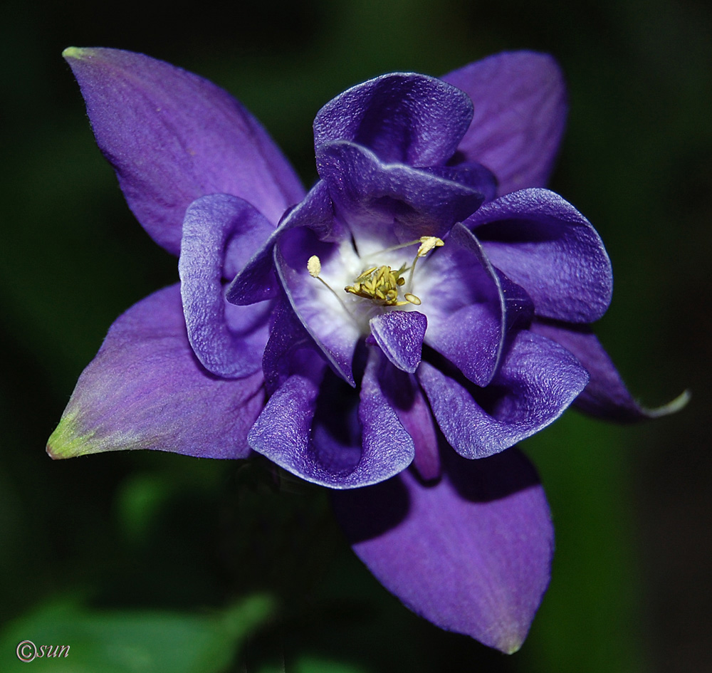 Изображение особи Aquilegia vulgaris.