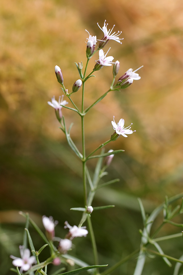 Изображение особи Acanthophyllum gypsophiloides.