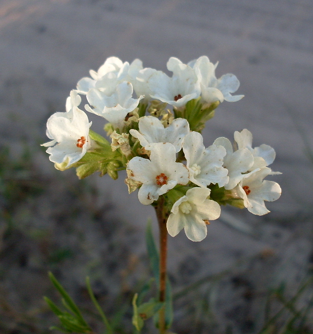 Изображение особи Anchusa popovii.