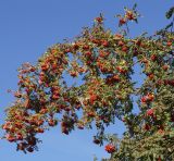 Sorbus sibirica. Верхушка плодоносящей ветки. Восточный Казахстан, г. Усть-Каменогорск, сквер у здания, в культуре. 13.10.2013.