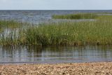 Schoenoplectus lacustris. Заросли в воде у берега Финского залива. Ленинградская обл., побережье в окр. ст. Бронка. 08.08.2009.