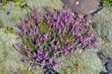 Calluna vulgaris. Цветущее растение. Исландия, национальный парк Ватнайокюдль (южная часть), окр. ледника Скафтафельсйокюдль, мохово-лишайниковая тундра. 04.08.2016.