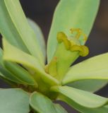 Euphorbia balsamifera. Пестичный циаций. Испания, автономное сообщество Канарские острова, остров Фуэртевентура, провинция Лас Пальмас, муниципалитет Ла Олива, пос. Эль Котильо, сквер, местный вид, используемый в озеленении. 12.03.2016.